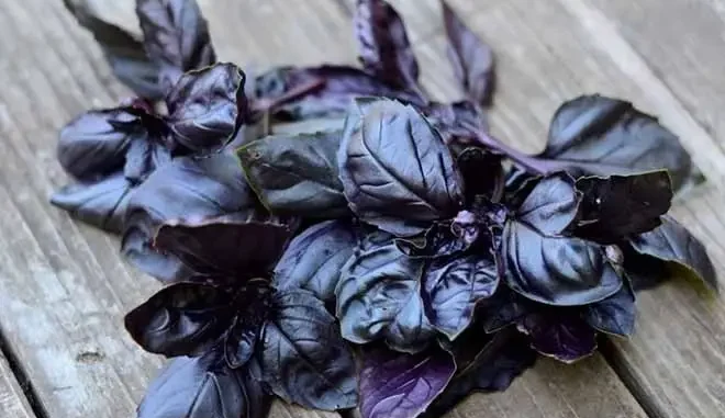 manjericao-roxo.jpg